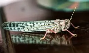 آغاز فاز تهاجمی حمله ملخ‌های صحرایی از ماه آتی