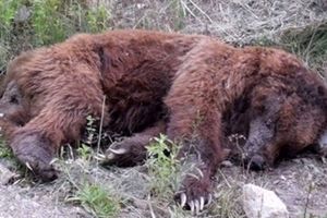 عاملان کشتار و سنگسار توله خرس سوادکوه تبرئه شدند!