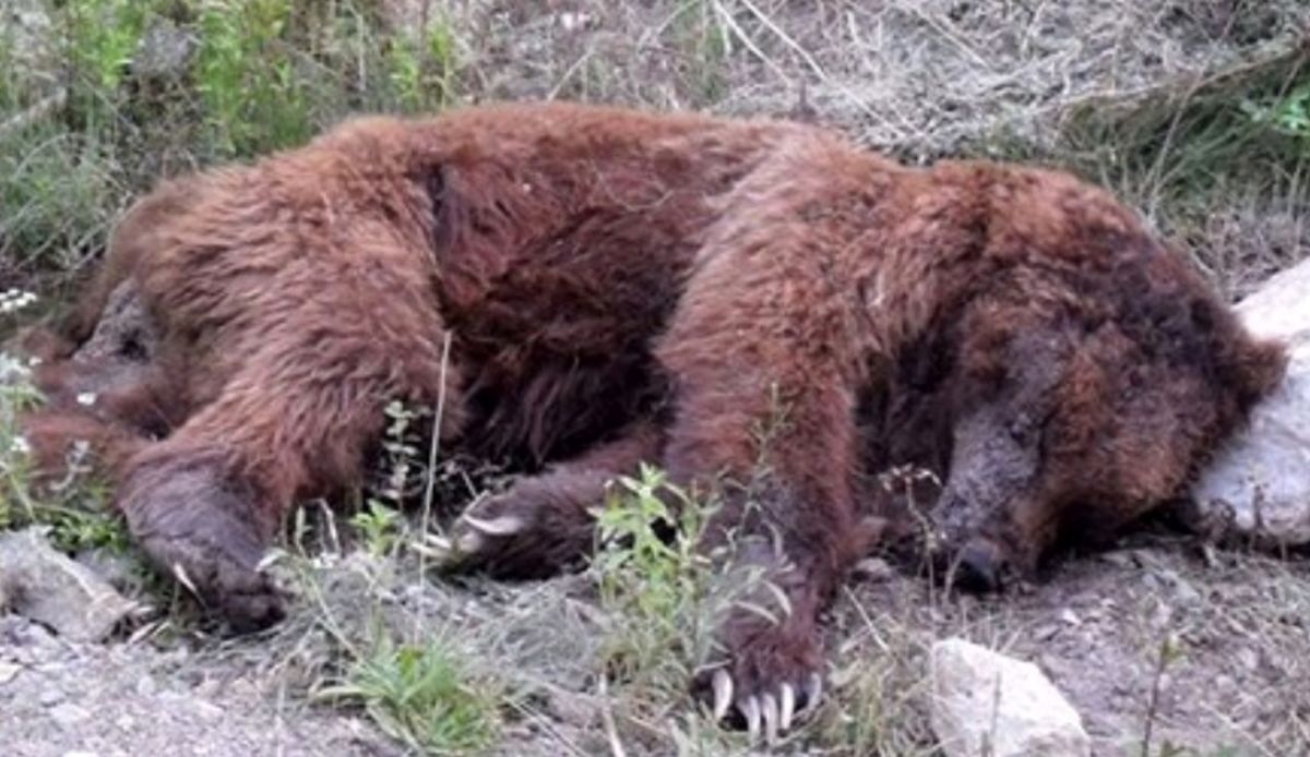 عاملان کشتار و سنگسار توله خرس سوادکوه تبرئه شدند!