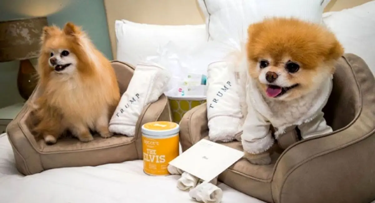 بریز و بپاش برای حیوانات خانگی‌شان؛ از اصلاح ۲۶۰ هزار تومانی تا خانه ۱۲ میلیونی! + جدول قیمت