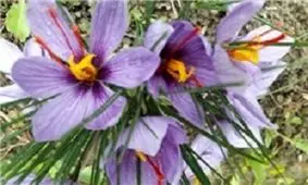 با این روش‌ها زعفران تقلبی را شناسایی کنید