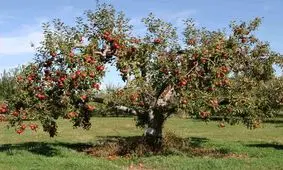 توصیه‌های هواشناسی کشاورزی برای روزهای پایانی فروردین