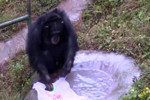 ویدئو| یک شامپانزه ۱۸ ساله با علاقه لباس می‌شوید