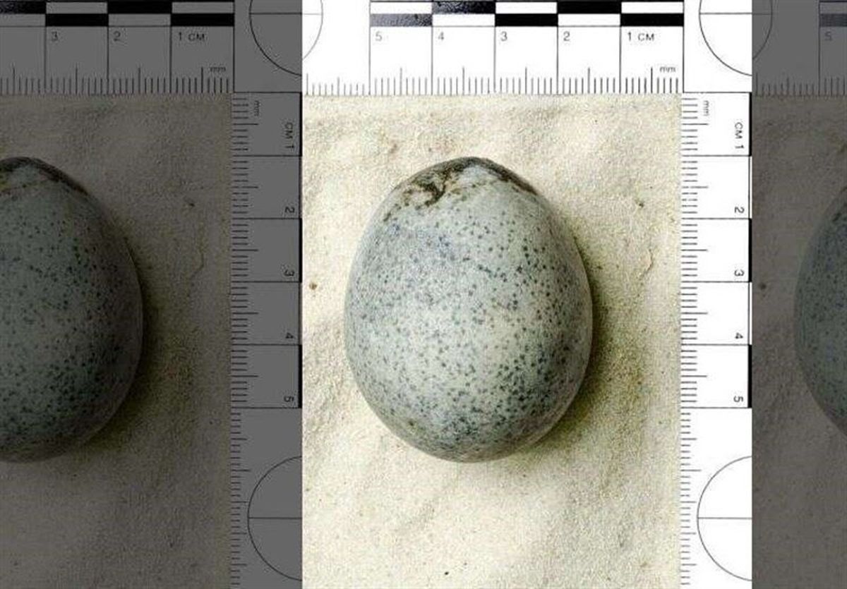 کشف تخم‌مرغهای ۱۷۰۰ ساله در انگلیس