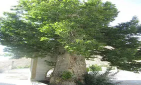 چنار ۴۷۰ ساله ایج ثبت ملی شد