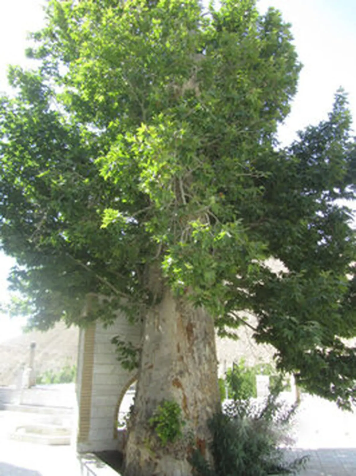 چنار ۴۷۰ ساله ایج ثبت ملی شد