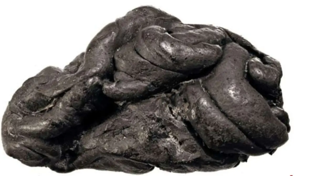 کشف DNA انسان ۵۷۰۰ از تکه چوبی در دانمارک