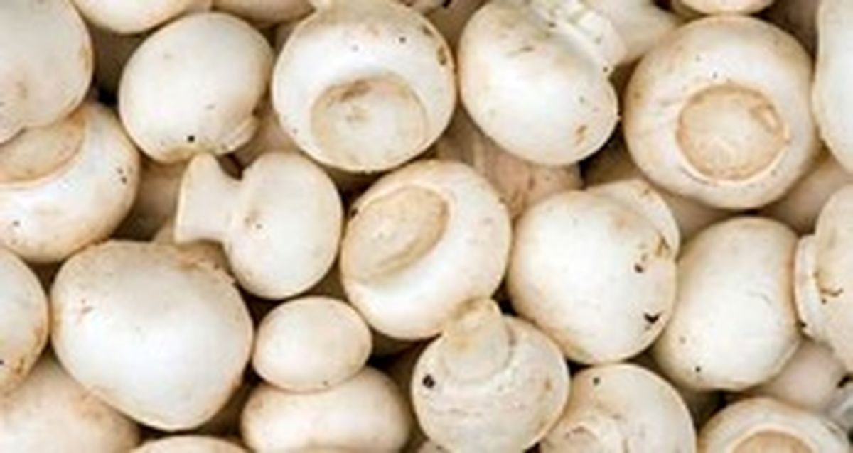 تولید روزانه قارچ به ۴۵۰ تن رسید/ قیمت هر کیلو قارچ ۱۲هزار تومان