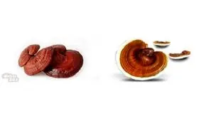 برداشت قارچ گانودرما برای اولین بار در سیستان وبلوچستان