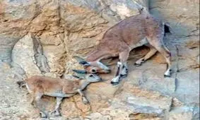 عکس| عاشقانه‌های مادر و فرزندی در صحرای نگوو