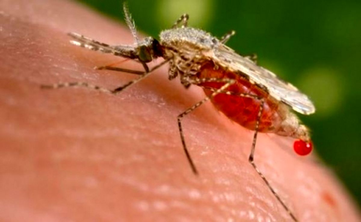 علت ابتلا به بیماری مالاریا چیست ؟ نشانه ها و درمان را بخوانید