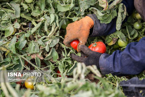 وعده نزولی شدن قیمت گوجه‌فرنگی در روزهای آینده