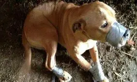 ممنوعیت حیوان‌آزاری در کتب درسی آموزش داده می‌‎شود