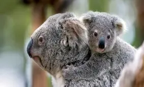 ۱۷ حقیقت جالب در مورد «کوآلا» که شاید ندانید