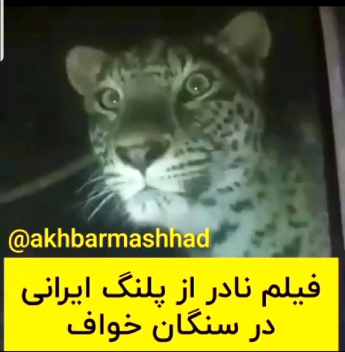 فیلم نادر از پلنگ ایرانی در سنگان خواف