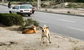 جولان سگ‌های ولگرد در پلدختر/ ۳ نمونه مثبت بیماری هاری گزارش شد