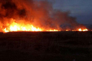 بخشی از نیزارهای دریاچه زریوار مریوان در آتش سوخت