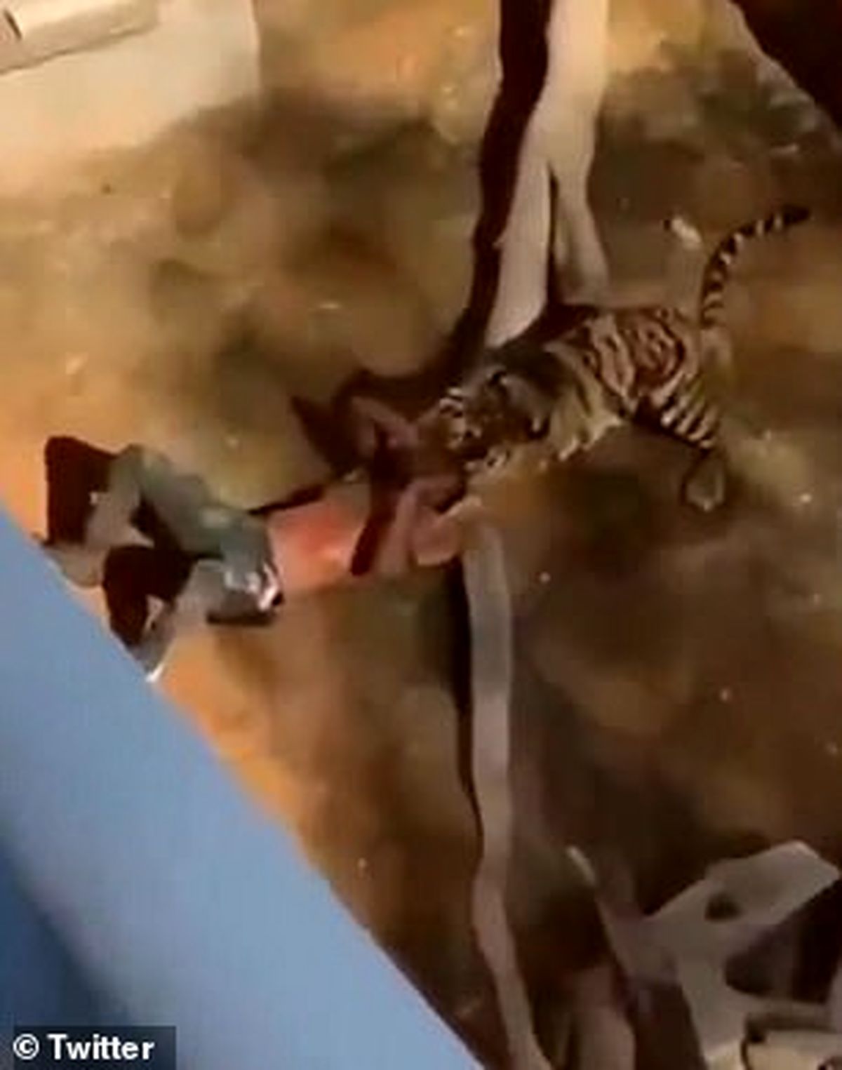 نجات مرد خوش شانس از قفس ببر بنگال