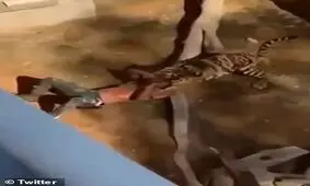 نجات مرد خوش شانس از قفس ببر بنگال