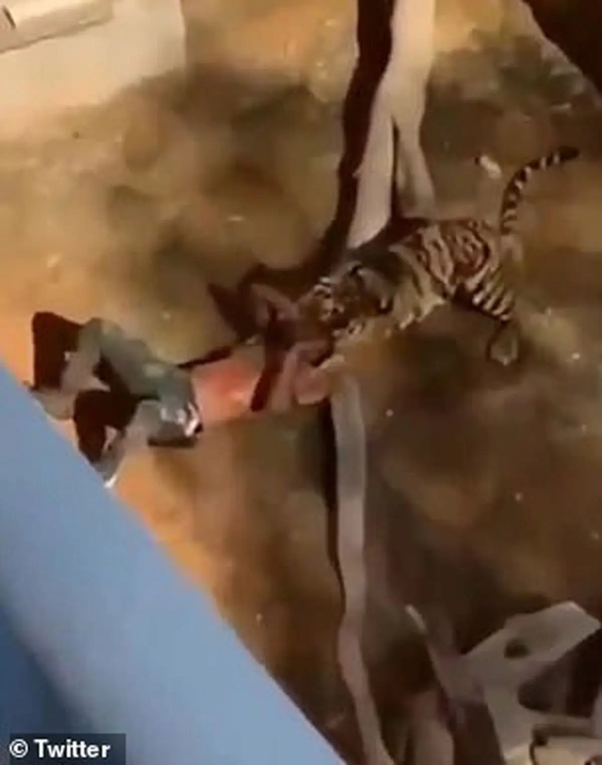 نجات مرد خوش شانس از قفس ببر بنگال