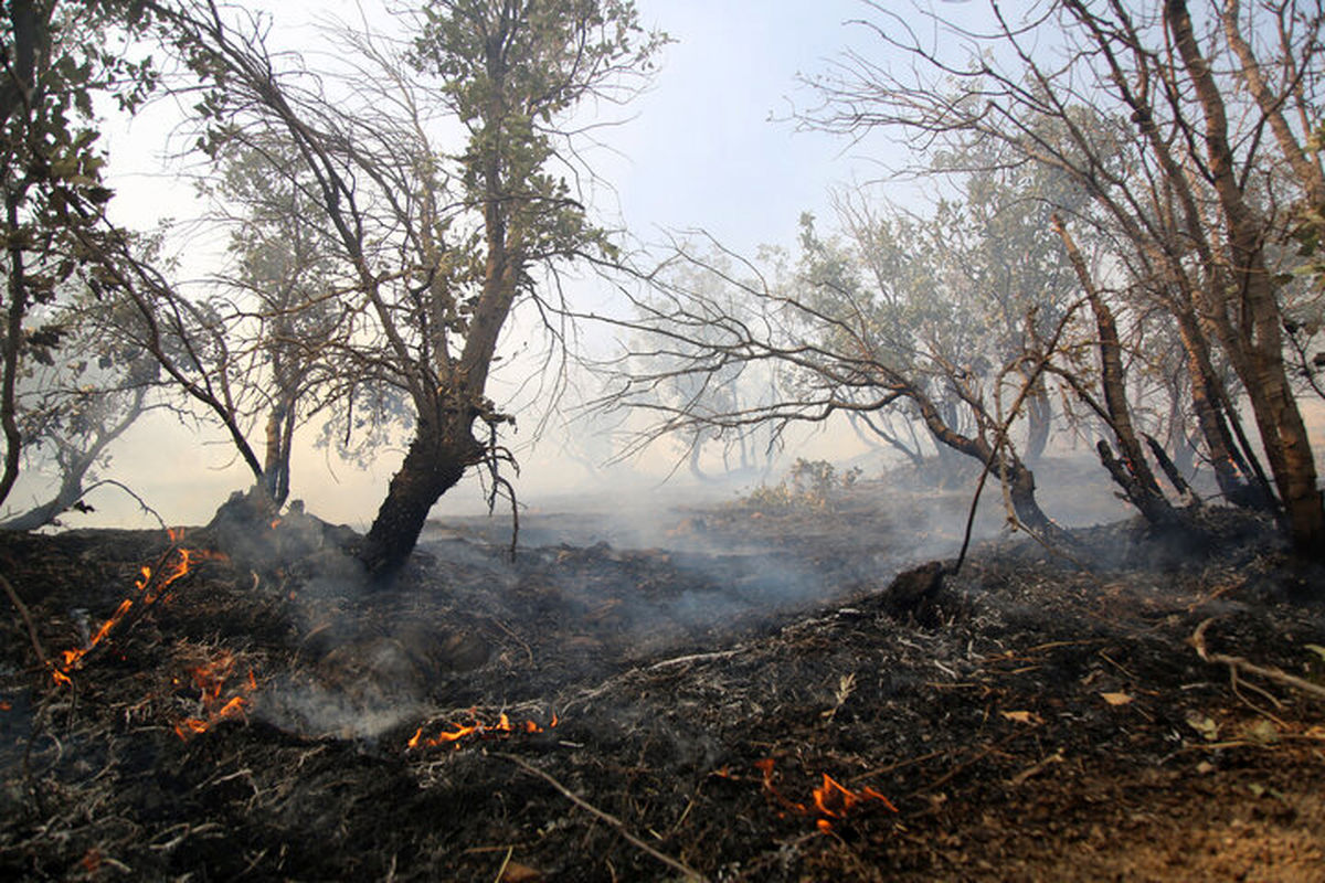سه هکتار از جنگل سوادکوه در آتش سوخت