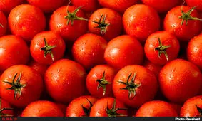 تورم برخی صیفی‌جات در آذرماه، سه رقمی شد/ گوجه ۱۷۰ درصد رشد قیمت