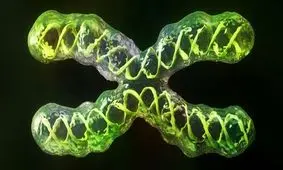 چرا زنان بیشتر به بیماری‌های خود ایمنی دچار می‌شوند؟