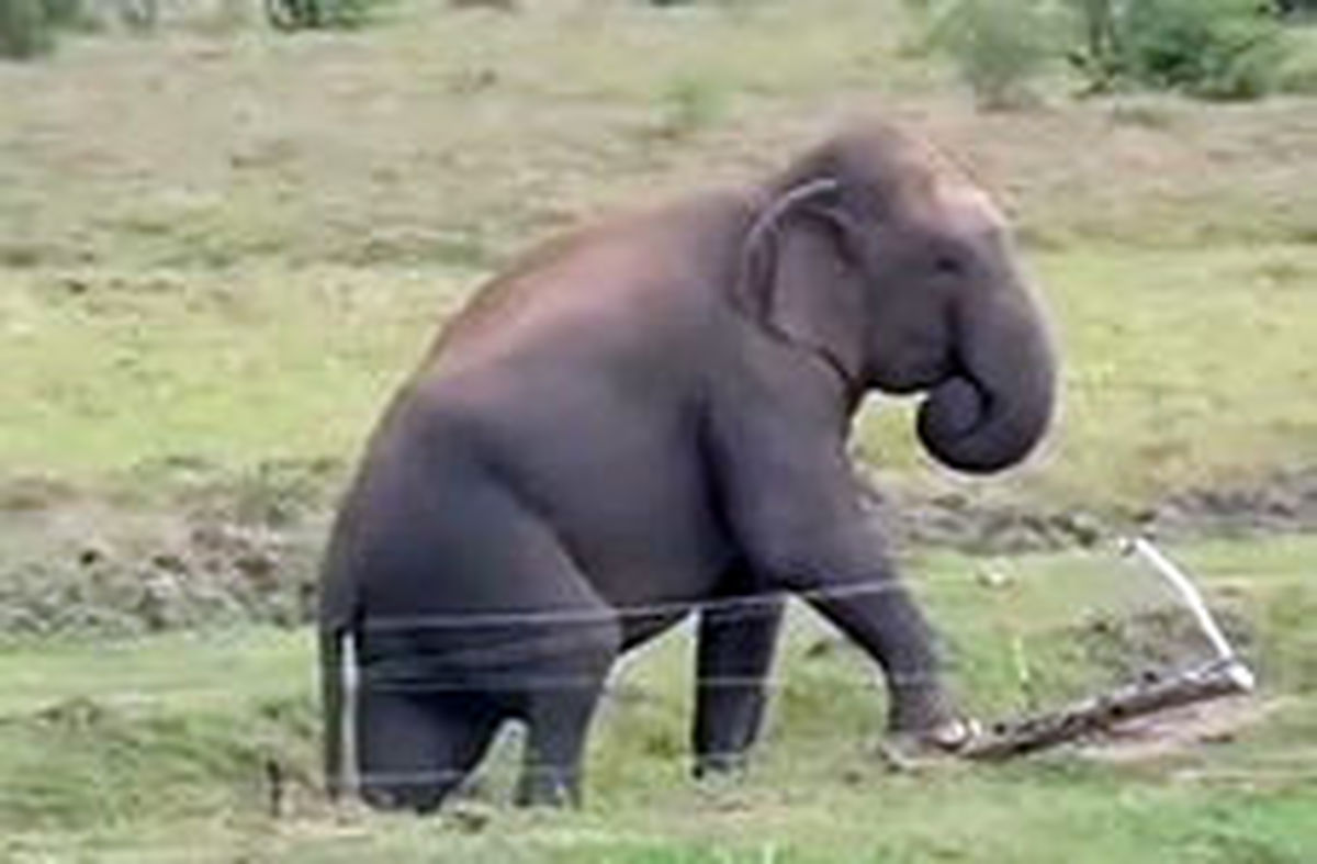 عاقبت شوخی خطرناک جوانان هندی با فیل + فیلم