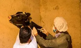 واکسیناسیون رایگان دام‌های سبک و سنگین کرمانشاه علیه تب‌برفکی