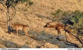 تولد 2 راس گوزن زرد ایرانی در پناهگاه حیات وحش دشت ناز ساری