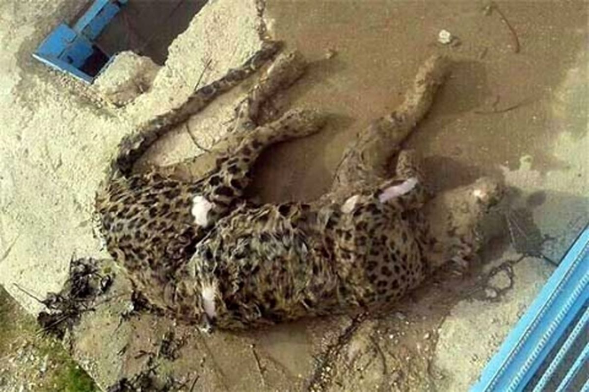 کشف لاشه پلنگ ایرانی در منبع آب کشاورزان/ دلیل مرگ های سریالی این گربه سان در هاله ای از ابهام