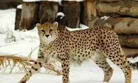 ایجاد پایگاه تکثیر آهو برای طعمه یوزپلنگ/ توران بهترین زیستگاه