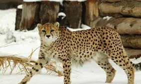 ایجاد پایگاه تکثیر آهو برای طعمه یوزپلنگ/ توران بهترین زیستگاه