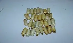 نیم کیلو هروئینی که از معده مسافر به مشهد خارج شد