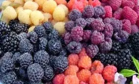 توت به جنگ سرطان پروستات می رود