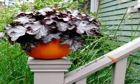 با کدو تنبل یک گلدان زیبا درست کنید