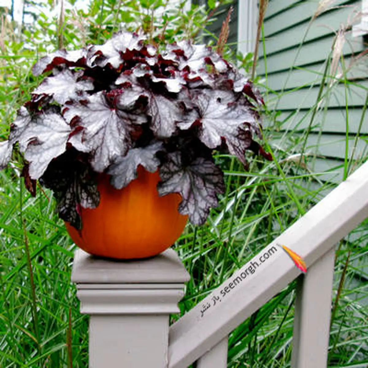 با کدو تنبل یک گلدان زیبا درست کنید