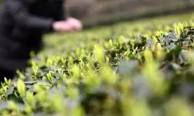 تأثیرِ عطر گیاهان در مقاومت آنها برابر سرما