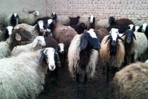کشف 110 راس گوسفند قاچاق در سربیشه