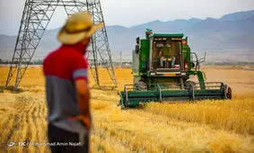 آمار دقیقی از سطح زیر کشت گندم در دسترس نیست