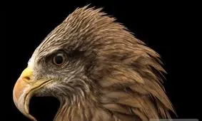 پرنده معروف در سازمان سیا