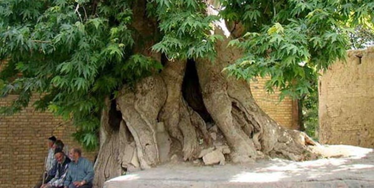 کهنسالترین درختان ایران کجا نفس میکشند