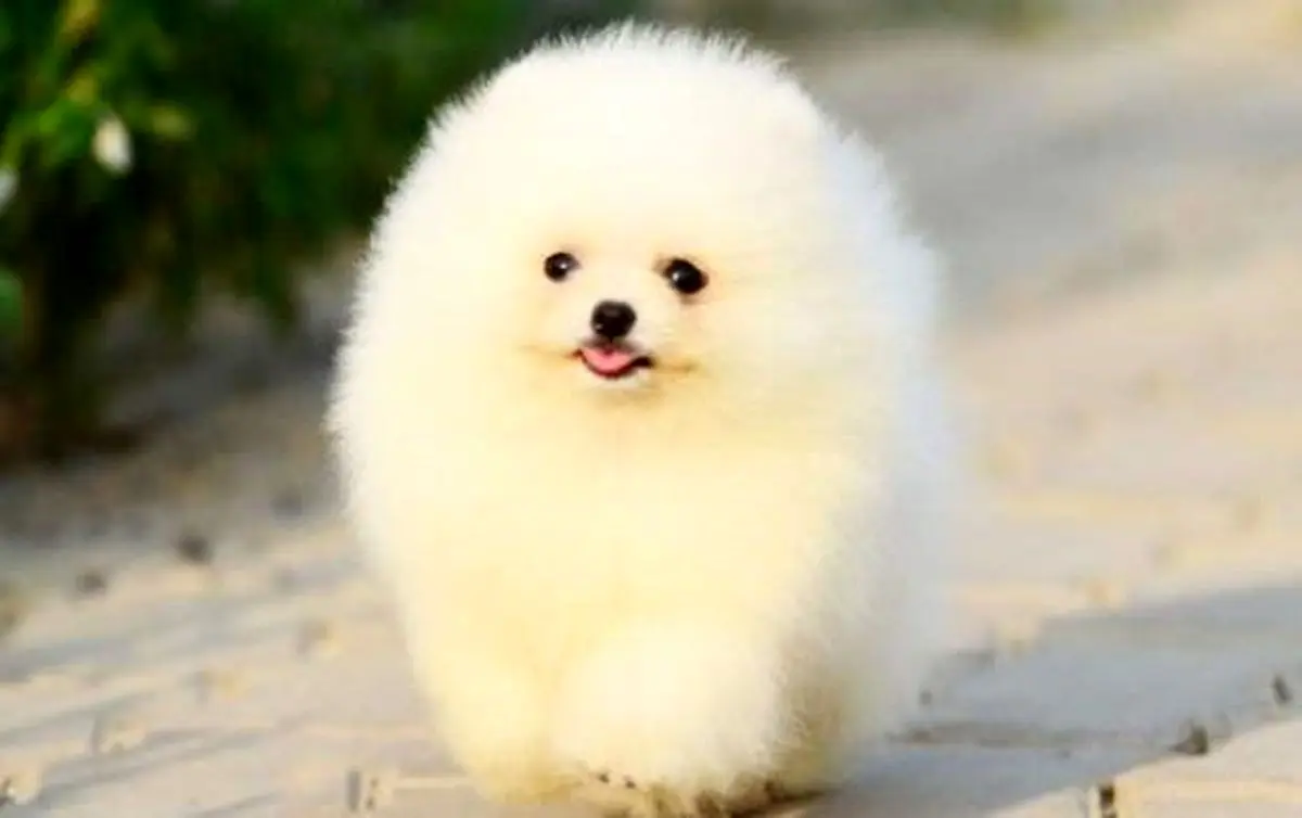 زبان بدن حیوانات را بشناسیم