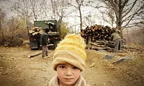 قاچاق چوب از جنگل‌ها 48 درصد افزایش یافت