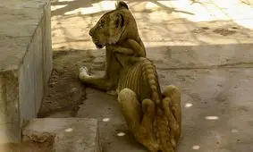 فیلم| کارزار اینترنتی برای نجات شیرهای گرسنه در سودان