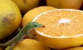 فیلم| مارمولکی که پرتقال لیس می‌زند