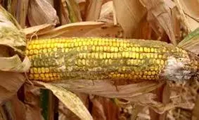 ذرت‌های آلوده کجاست؟ / فیلم