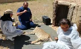 فقدان دامپزشکان متخصص حیات‌ وحش در ایران