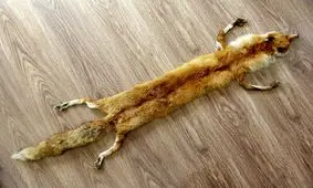 دستگیری فروشنده پوست روباه در آذربایجان‌ شرقی