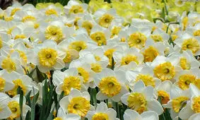 روش‌های نگهداری و کاشت گل نرگس، عروس زمستان